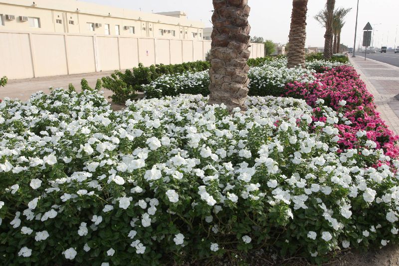 Al Naqi Landscape Company Doha Qatar